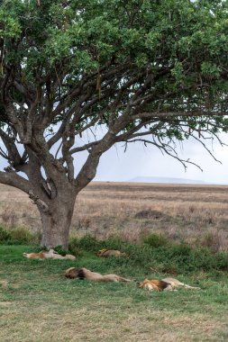 Afrika 'nın merkezindeki Serengeti Ulusal Parkı' nda vahşi aslanlar. Yüksek kalite fotoğraf