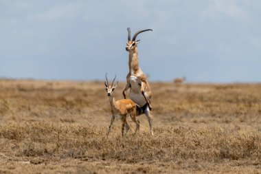 Wild Thomsons gazelles in the African savannah. High quality photo