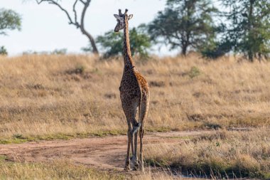 wild giraffe in Serengeti National Park in the heart of Africa. High quality photo