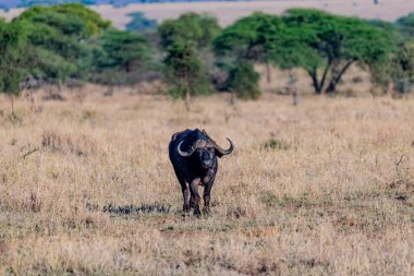 Wild buffalo in Serengeti National Park. High quality photo