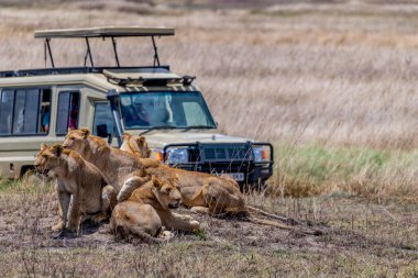 Wild lionesses in the Serengeti National Park in the heart of Africa. High quality photo