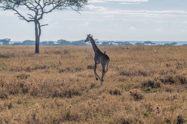 wild giraffe in Serengeti National Park in the heart of Africa. High quality photo