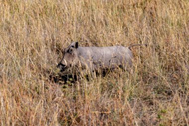 Wild pumba in Serengeti National Park