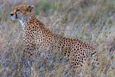 Wild cheetah in serengeti national park. High quality photo