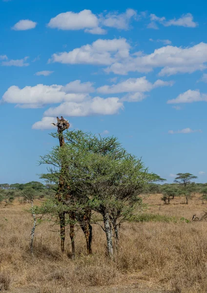 Wild Giraffe Serengeti National Park Heart Africa High Quality Photo — Stock Fotó
