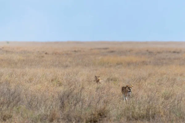Wild Lionesses Serengeti National Park Heart Africa High Quality Photo — Foto de Stock
