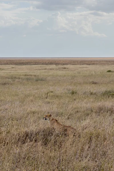 Дикий Гепард Національному Парку Серенгеті Високоякісна Фотографія — стокове фото