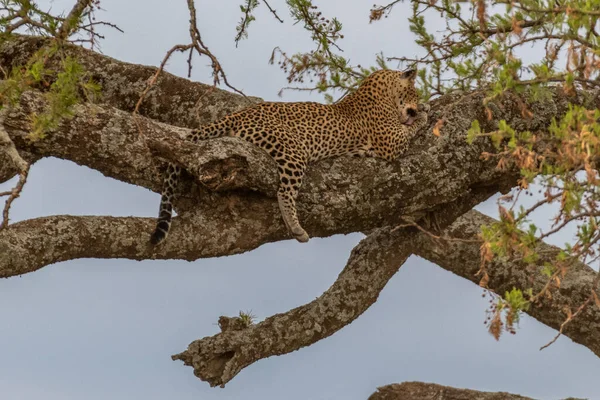 Leopardo Selvatico Nel Parco Nazionale Del Serengeti Foto Alta Qualità — Foto Stock
