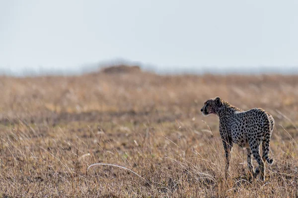 Wild Cheetah Serengeti National Park High Quality Photo — Stock fotografie