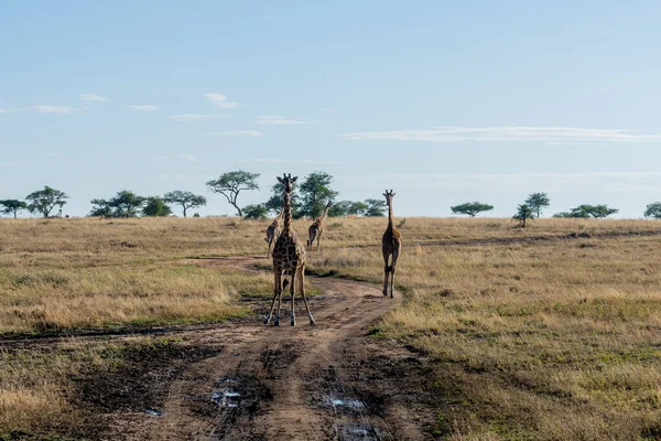 Wild Giraffes Serengeti National Park Heart Africa High Quality Photo — Stock Fotó