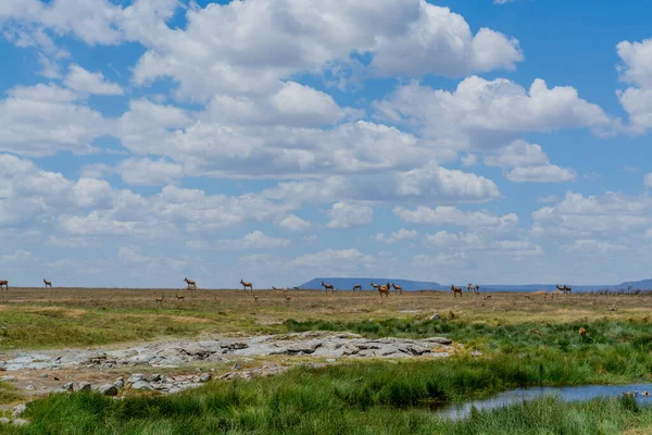 Savannah Landscape Serengeti National Park High Quality Photo — Stock Fotó