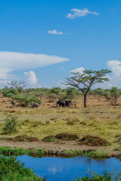 Vadelefántok Serengeti Nemzeti Parkban Kiváló Minőségű Fénykép — Stock Fotó