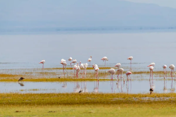 Vad Flamingók Afrikai Szavannában Kiváló Minőségű Fénykép — Stock Fotó
