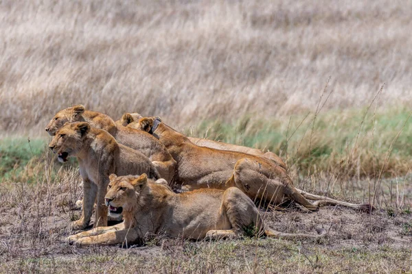 Wild Lionesses Serengeti National Park Heart Africa High Quality Photo — Foto de Stock