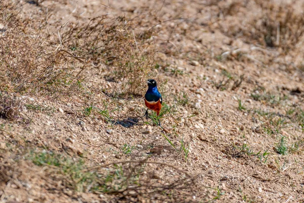 Дикі Птахи Національному Парку Серенгеті Фотографія Високої Якості — стокове фото