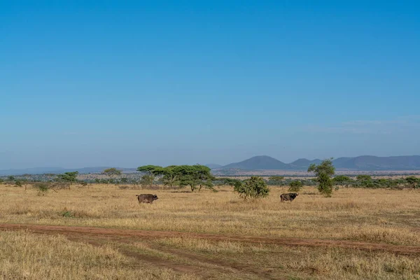 Wild Buffalo Serengeti National Park High Quality Photo — Stock Photo, Image
