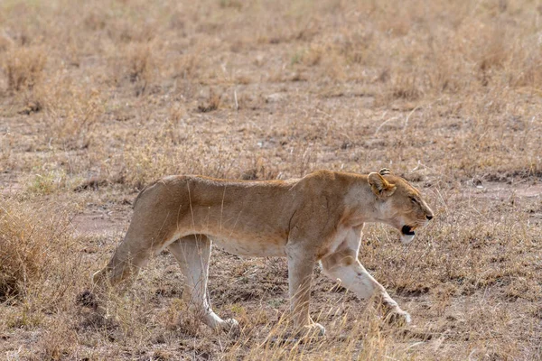 Wild Lioness Serengeti National Park Heart Africa High Quality Photo — Zdjęcie stockowe