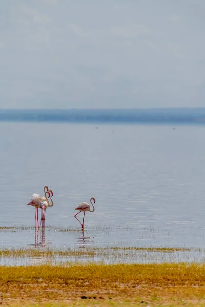 Vad Flamingók Afrikai Szavannában Kiváló Minőségű Fénykép — Stock Fotó