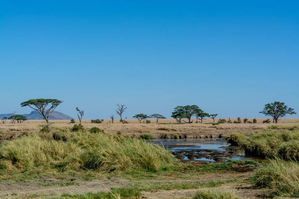 Wild Hippo Serengeti National Park High Quality Photo — Stock Fotó