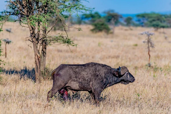 Wild Buffalo Serengeti National Park High Quality Photo — Stock Photo, Image