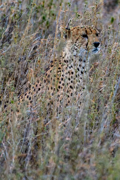 Wild Cheetah Serengeti National Park High Quality Photo — Stockfoto