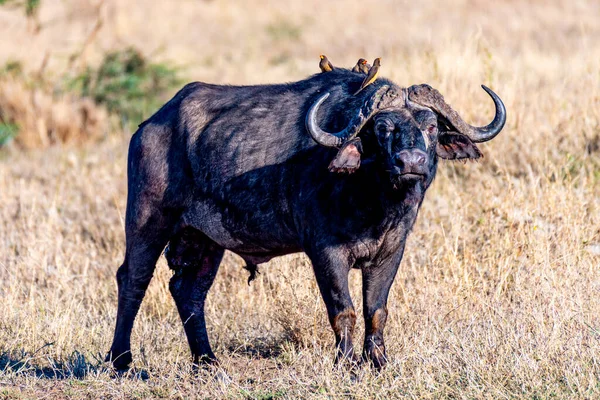 Wild Buffalo Serengeti National Park High Quality Photo — Foto de Stock
