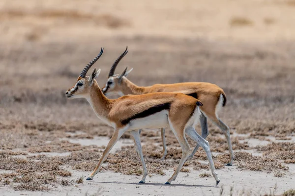 Wild Thomsons Gazelles Serengeti National Park High Quality Photo — Φωτογραφία Αρχείου