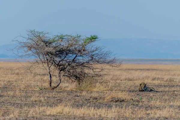 Wild Lions Serengeti National Park Heart Africa High Quality Photo — Foto de Stock