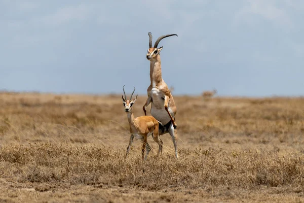Wild Thomsons Gazelles African Savannah High Quality Photo — Stock Photo, Image