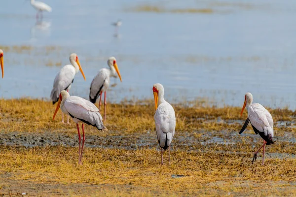 Άγρια Πουλιά Στο Εθνικό Πάρκο Σερενγκέτι Υψηλής Ποιότητας Φωτογραφία — Φωτογραφία Αρχείου