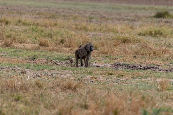 Savannah Landscape Serengeti National Park High Quality Photo — Stok fotoğraf