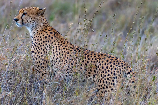 Wild Cheetah Serengeti National Park High Quality Photo — Stok fotoğraf