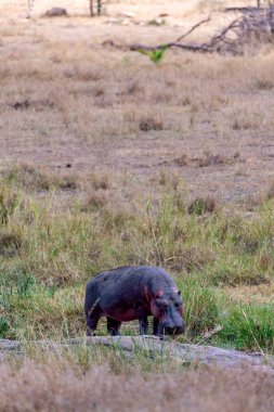 Serengeti Milli Parkı 'nda vahşi su aygırı. Yüksek kalite fotoğraf