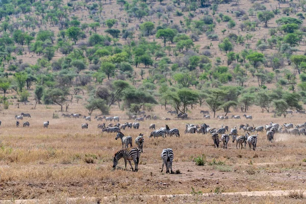 Wild zebra in serengeti national park. High quality photo