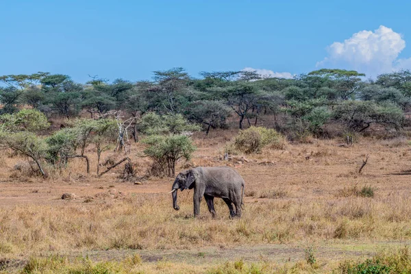 Wild Elephant Serengeti National Park High Quality Photo — Stock Photo, Image