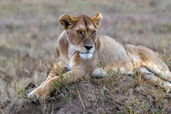Wild Lioness Serengeti National Park Heart Africa High Quality Photo — Foto Stock