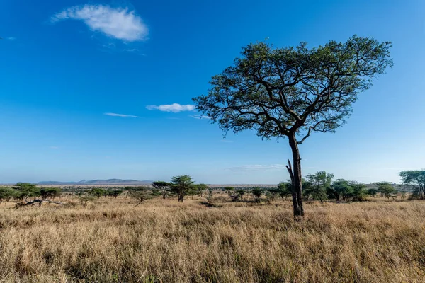 Savannah Táj Serengeti Nemzeti Parkban Kiváló Minőségű Fénykép — Stock Fotó