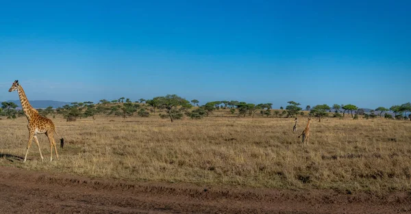 Wild Giraffe Serengeti National Park Heart Africa High Quality Photo — Stock Photo, Image