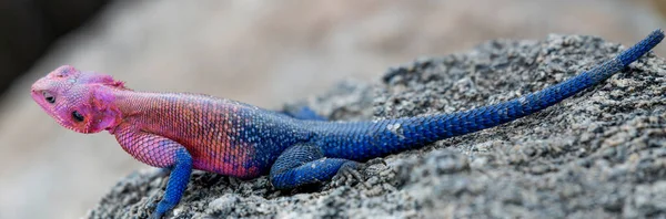 Ящірка Сонці Національному Парку Серенгеті Високоякісна Фотографія — стокове фото