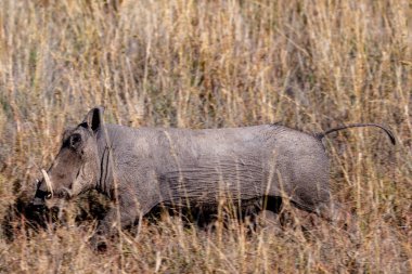 Wild pumba in Serengeti National Park