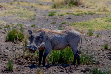 Wild pumba in Serengeti National Park