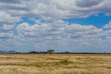Savannah landscape in Serengeti National Park. High quality photo
