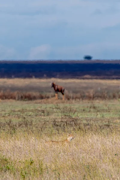 Wild Thomsons Gazelles Serengeti National Park High Quality Photo — Foto de Stock