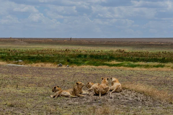 Wild Lioness Serengeti National Park Heart Africa High Quality Photo — Stok fotoğraf