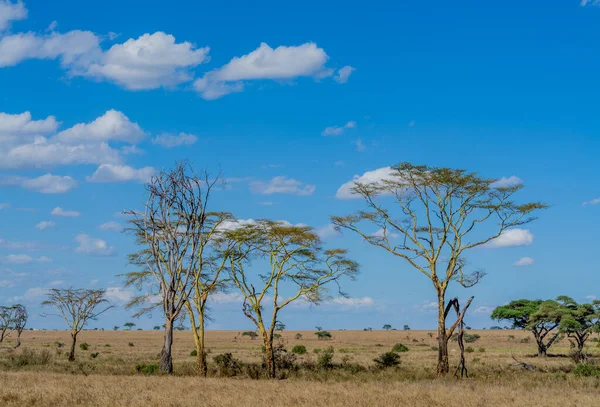 Savannah Táj Serengeti Nemzeti Parkban Kiváló Minőségű Fénykép — Stock Fotó