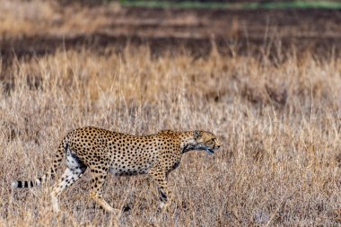 Wild cheetah in serengeti national park. High quality photo