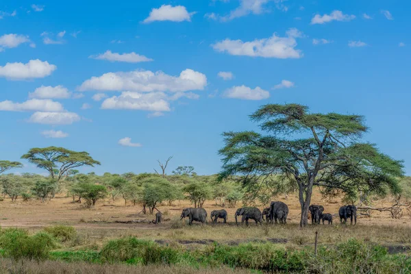 Wild Elephants Serengeti National Park High Quality Photo — Stock Photo, Image