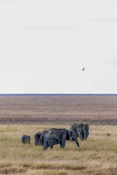 Wild Elephants Serengeti National Park High Quality Photo — Foto de Stock