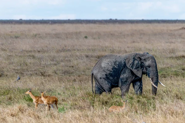 Wild Elephant Serengeti National Park High Quality Photo — Photo