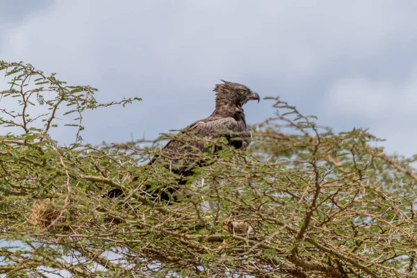 Дикие Птицы Национальном Парке Серенгети Высокое Качество Фото — стоковое фото